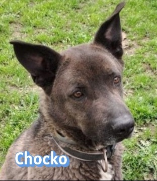 Chocko, Schäferhund - Rüde