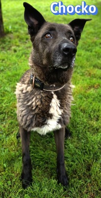 Chocko, Schäferhund - Rüde