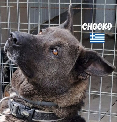 Chocko, Schäferhund - Rüde