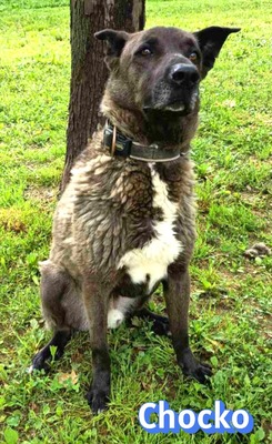 Chocko, Schäferhund - Rüde