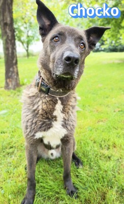 Chocko, Schäferhund - Rüde