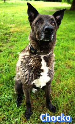 Chocko, Schäferhund - Rüde
