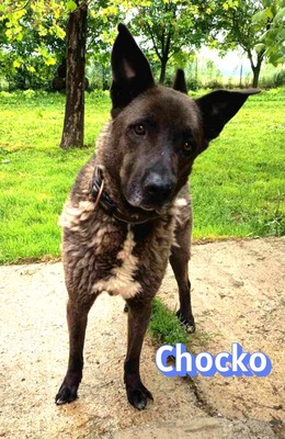 Chocko, Schäferhund - Rüde