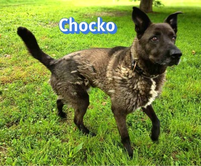 Chocko, Schäferhund - Rüde