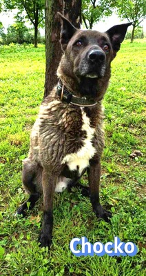 Chocko, Schäferhund - Rüde