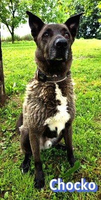 Chocko, Schäferhund - Rüde
