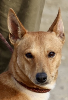 Chocolate, Podenco Andaluz Maneto - MIx - Rüde