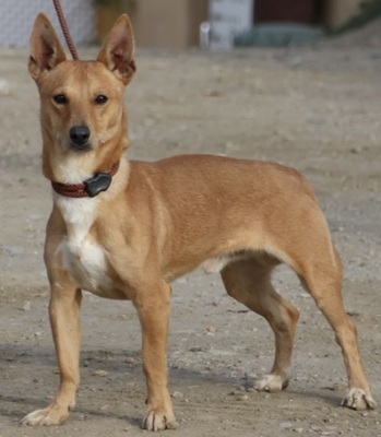 Chocolate, Podenco Andaluz Maneto - MIx - Rüde