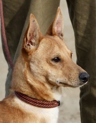 Chocolate, Podenco Andaluz Maneto - MIx - Rüde