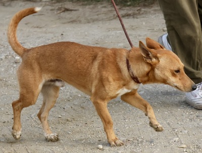 Chocolate, Podenco Andaluz Maneto - MIx - Rüde