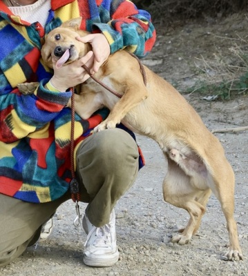 Chocolate, Podenco Andaluz Maneto - MIx - Rüde