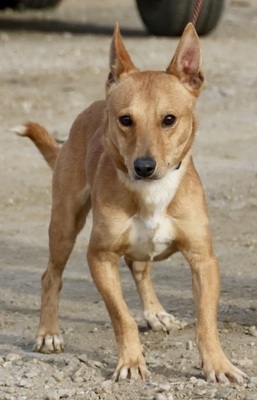Chocolate, Podenco Andaluz Maneto - MIx - Rüde