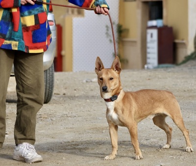Chocolate, Podenco Andaluz Maneto - MIx - Rüde