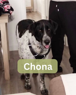 Chona
