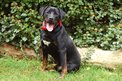 Chopper, Boxer-Labrador - Rüde