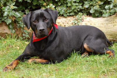 Chopper mit Video, Boxer-Labrador - Rüde