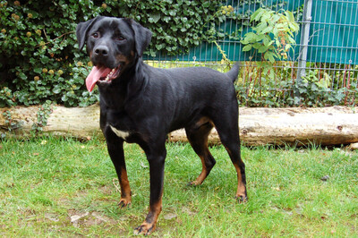 Chopper mit Video, Boxer-Labrador - Rüde