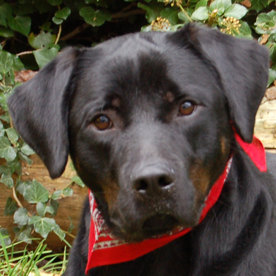 Chopper mit Video, Boxer-Labrador - Rüde