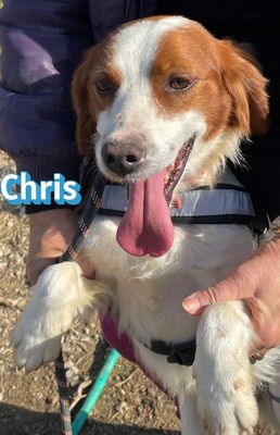 Chris, Bretone - Rüde