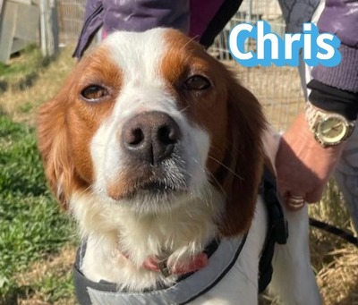 Chris, Bretone - Rüde