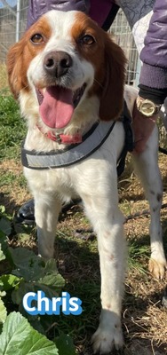 Chris, Bretone - Rüde