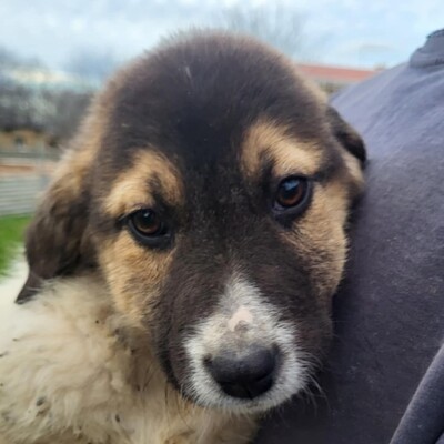 Chris - freundlich, sanft, zurückhaltend 😊