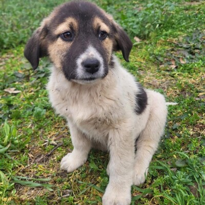 Chris - freundlich, sanft, zurückhaltend 😊, Mischling Welpen - Rüde