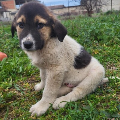 Chris - freundlich, sanft, zurückhaltend 😊, Mischling Welpen - Rüde