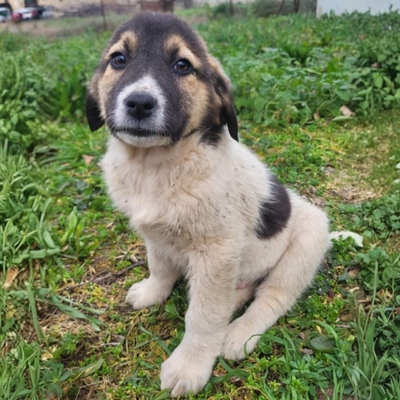 Chris - freundlich, sanft, zurückhaltend 😊, Mischling Welpen - Rüde