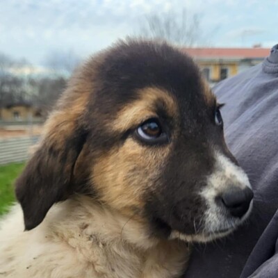 Chris - freundlich, sanft, zurückhaltend 😊/ Vorgemerkt, Mischling Welpen - Rüde