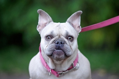 Christin, FRANZÖSISCHE BULLDOGGE - Hündin