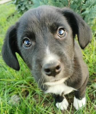 Christofer, Welpen - Rüde