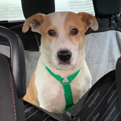 Christoph - ein kleiner, unfassbar süßer Rüde mit eigener Meinung, Mischling - Rüde