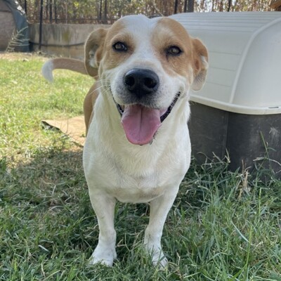 Christoph - ein kleiner, unfassbar süßer Rüde mit eigener Meinung, Mischling - Rüde