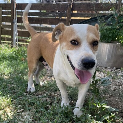 Christoph - ein kleiner, unfassbar süßer Rüde mit eigener Meinung, Mischling - Rüde