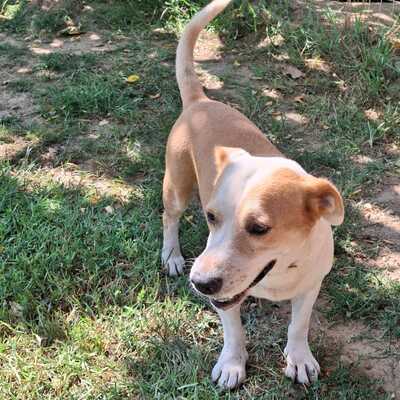 Christoph - ein kleiner, unfassbar süßer Rüde mit eigener Meinung, Mischling - Rüde