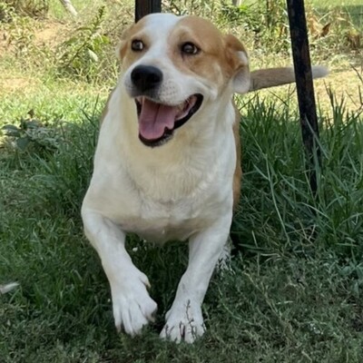 Christoph - kleiner, süßer Rüde mit eigener Meinung 😜, Mischling - Rüde