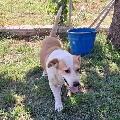 Christoph - kleiner, süßer Rüde mit eigener Meinung 😜, Mischling - Rüde