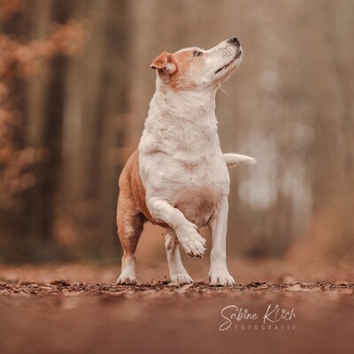 Christoph - kleiner, süßer Rüde mit eigener Persönlichkeit😜, Mischling - Rüde