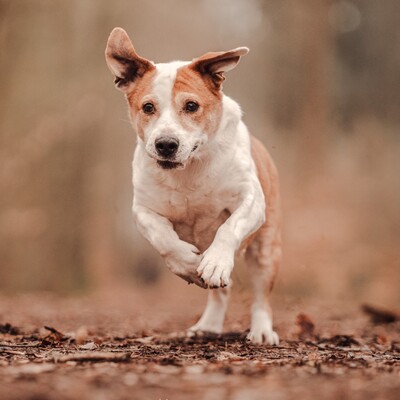 Christoph - kleiner, süßer Rüde mit eigener Persönlichkeit😜, Mischling - Rüde