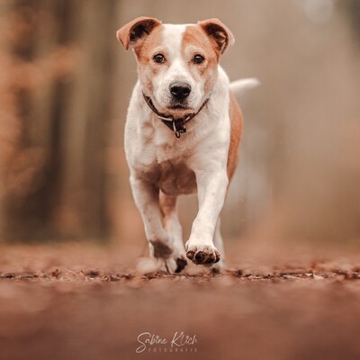 Christoph - kleiner, süßer Rüde mit eigener Persönlichkeit😜, Mischling - Rüde