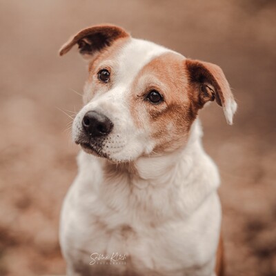 Christoph - kleiner, süßer Rüde mit eigener Persönlichkeit😜, Mischling - Rüde