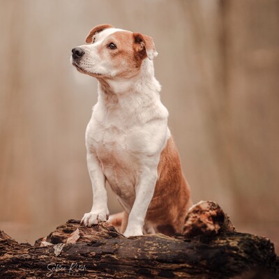 Christoph - kleiner, süßer Rüde mit eigener Persönlichkeit😜, Mischling - Rüde