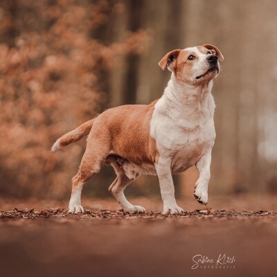 Christoph - kleiner, süßer Rüde mit eigener Persönlichkeit😜, Mischling - Rüde