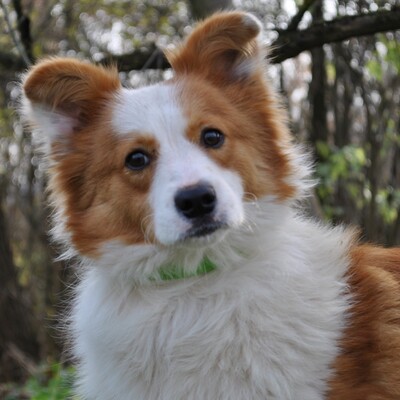 😍 Christopher netter Welpe ist auch für eine Familie mit Kindern geeignet.🥰, Mischling Welpen - Rüde