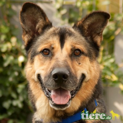 Chrom, Schäfer-Mix - Rüde