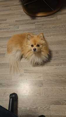 Chucky, Zwergspitz Pomeranian - Rüde