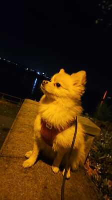 Chucky, Zwergspitz Pomeranian - Rüde