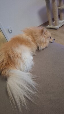 Chucky, Zwergspitz Pomeranian - Rüde