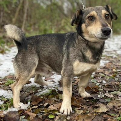 🐶Chucky hat eine sehr nette Persönlichkeit, er ist sanft und freundlich zu allen 🐶, Mischlingsrüde - Rüde